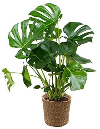 Bloomique - Monstera Deliciosa - Fensterblatt - Zimmerpflanzen - Pflegeleicht - Luftreinigend - Höhe 70-80 cm - Mit Seegras Korb 21 cm - Topf 21 cm