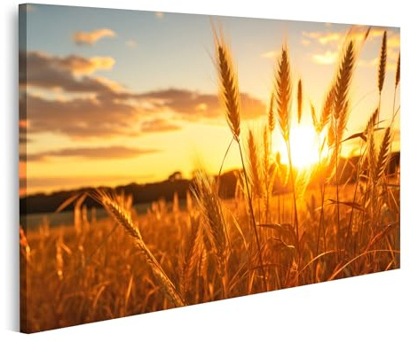 islandburner Cuadro sobre lienzo Campo de Trigo Dorado Puesta de Sol Cuadros Murales Póster