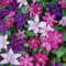 Gardeners Dream Clematis Winterharte Pflanzen - 3 x 9 cm Farben Gemischte Dauerblüher Kletterpflanzen im Topf - Mehrjährige Stauden - Ideale Garten Pflanzen, Balkon Pflanzen & Kübelpflanzen