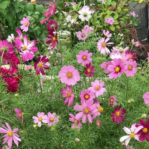 semillas de cosmos resistentes al invierno para balcones, perennes resistentes semillas cosmos, de jardin Decoración 800pcs