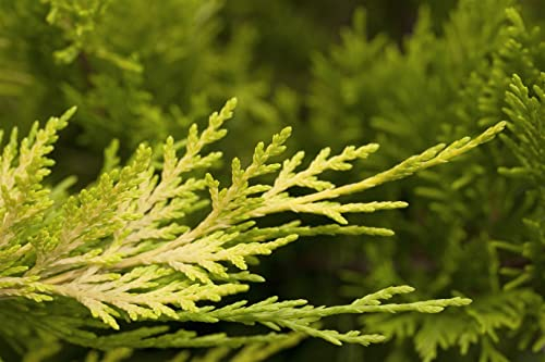 Cupressocyparis leylandii 'Tweeduizendeen' 40–60 cm – Winterhart, Immergrün, Mehrjährig – Leyland-Zypresse – Heckenpflanze für Garten & Sichtschutz