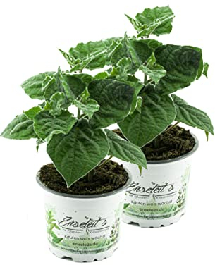 2er Set Andenbeere (Physalis peruviana), frische Kapstachelbeere Pflanze
