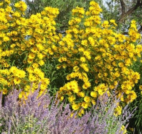 200 + Maximilian (Prairie) Semi di Girasole Erbstück perenne Tienda SEME Piccolo