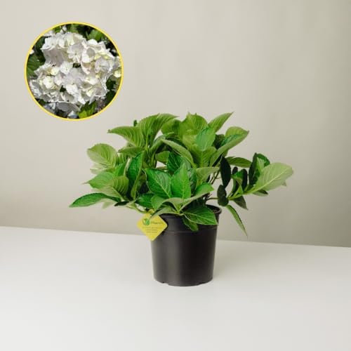 Plantì HYDRANGEA MACROPHYLLA (BIANCO). Ortensia da giardino, vaso da 19 cm. Piante vere per esterno con fiori bianchi puri e fogliame verde lussureggiante. 6 mesi di concimazione inclusi.