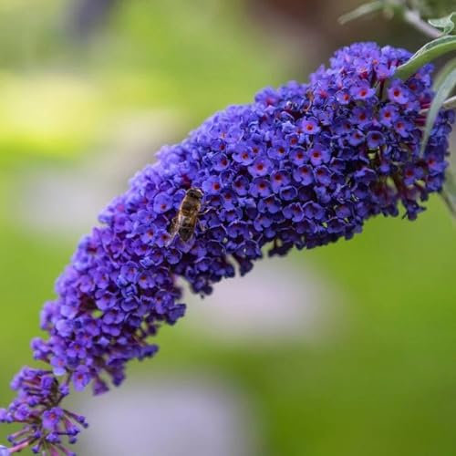 Pianta vera di Buddleja davidii Magda's Gold Knight - Diametro Vaso Ø 19 cm