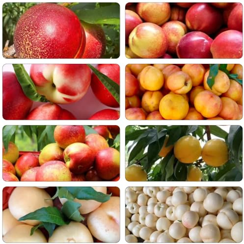 Nektarinenbaum zimmerpflanze pflanzenkübel winterharte stauden mehrjährig bio obstbaum säulenobstbäume zwergobstbäume pflanzendeko balkon garten baumsamen winterharte kübelpflanzen 25samen
