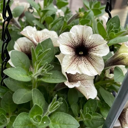 semillas de petunia de interior variedades orgánicas tradicionales exterior trepadoras invernaderos balcón Parterres elevados el jardín Decoraciones jardín 2000pcs