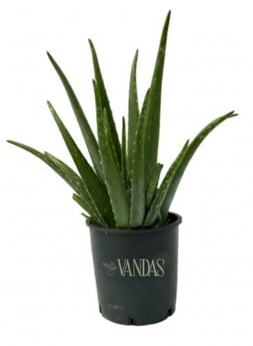 Vandas Aloe Vera – Pianta Succulenta Perenne | Vaso Diametro 17,5 cm, Altezza 50 cm | Foglie Carnose e Spine Laterali | Fioritura Giallo-Rossa | Made in Italy