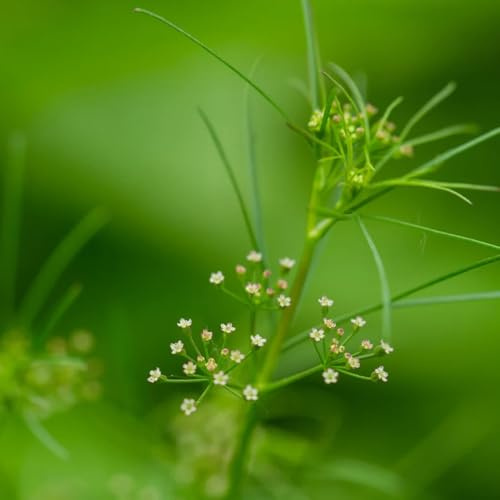 semillas de perifollo orgánicas cubrir el suelo perifollo Semillas de, resistentes en contenedores. jardín interior exóticas balcones 50semillas