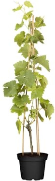 Weinrebe Vitis vinifera Lakemont 80-100 cm Kletterpflanze winterhart