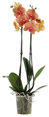 Orquídea Phalaenopsis Flores Naturales para Alegrar tu Hogar