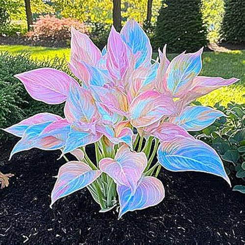 Hosta bulbi,Hosta pianta vera,Piante erbacee perenni,Facile da curare,Decorazione del giardino, bulbi belli e sani,Bellissimo(non fiori artificiali)-6 Bulbi-J
