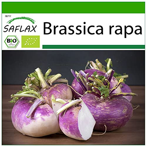 SAFLAX - BIO - Cavolo rapa - Milan Purple - 600 semi - Brassica rapa