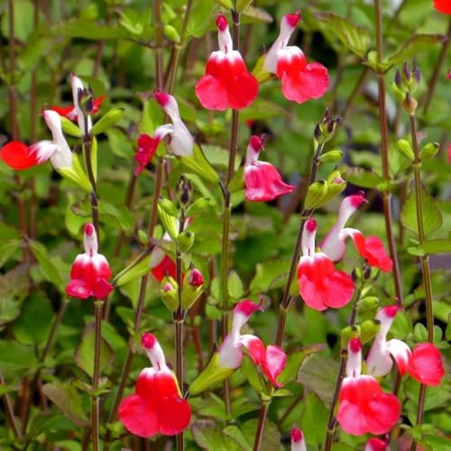 salvia - Salvia greggii - medicinales, sostenibles Cobertura vegetal resistente semillas orgánicas de silvestres de primavera jardín resistentes, 200semillas