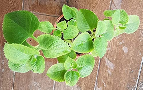 Aamish 100 pièces plante de thym espagnol