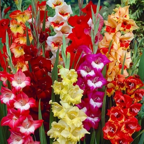 CUIKWA Hermoso gladiolo/ideal para la decoración del jardín de primavera y otoño gladiolo-2 rizoma-E