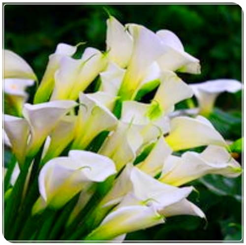 Calla-Lilie, seltene Farbe, ausgezeichnete Zwiebel, winterhart, mehrjährig, Dekoration für Garten und Innenbereich, kann eingetopft werden-2 zwiebeln-G