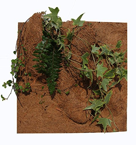 Reptiles-Planet Natürlicher Pflanzhintergrund für Terrarium, 20 x 30 x 1 cm