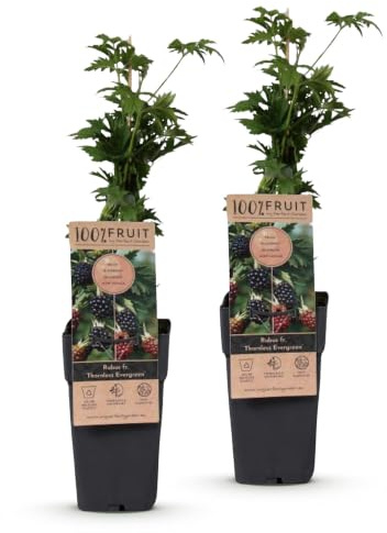 Plantas de Zarzamora sin Espinas, para Jardín y Balcón, Verde, Pack de 2