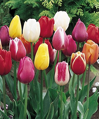 Triumph Tulip Bulbs - 100 Mixed - Create A Stunning Spring Bulb Display - Millthorpe Plant Centre