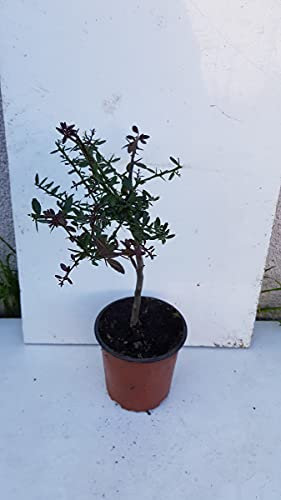 Citrus australasica 'Rose' greffé sur Volkameriana/Citronnier caviar Rose/Conteneur de 1 à 1.9 litres/Tigette