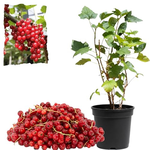 2 Red Currant Plants Live for Planting, 1 Year Bare Root Currant Bush 6–12 Inch Tall, Hardy Berry Fruit Shrub for Outdoor Garden or Landscape