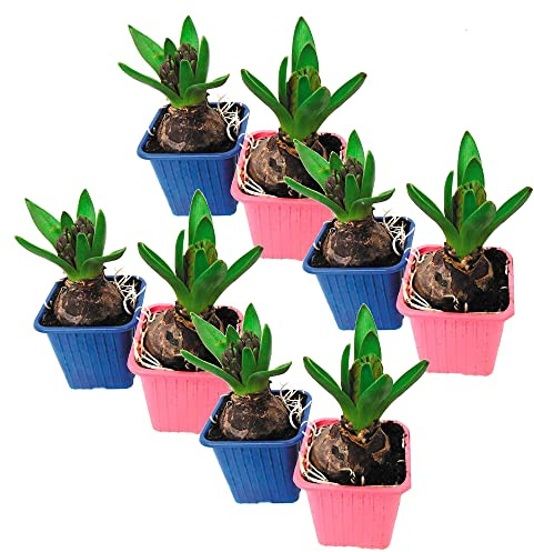 Pack de 8 Bulbos de Hyacinthus Orientalis Jacintos de Jardín