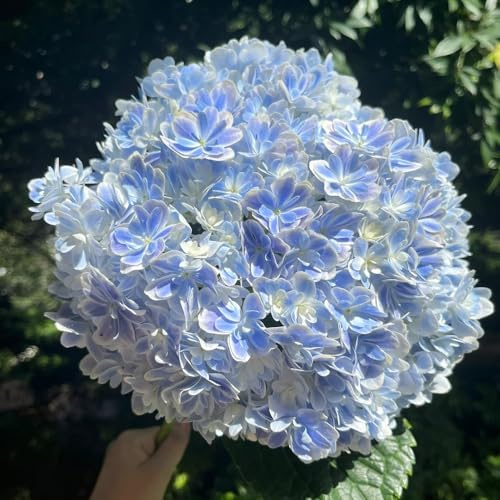 semillas de hortensia resistentes, trepadoras, perennes 85pcs