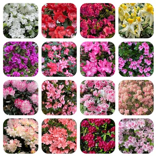 Semi di rododendro resistenti - giardino balcone azalea decorazione perenni in vaso 120pcs