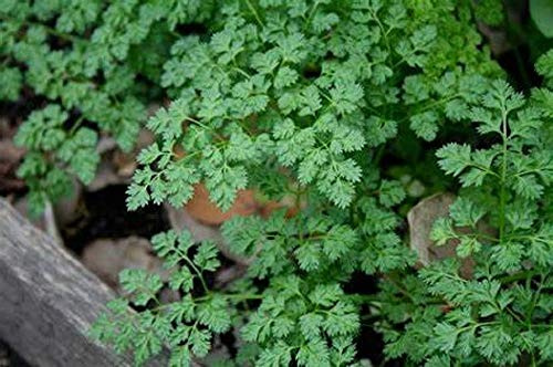 Winter Chervil Seeds - 100 Count Seed Pack - Non-GMO - A Delicate leaved herb That enhances The Flavors of Other Herbs. - Country Creek LLC
