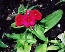 Seeds Phlox-Red- (Drummontii Nana Compactta)- 50 seeds