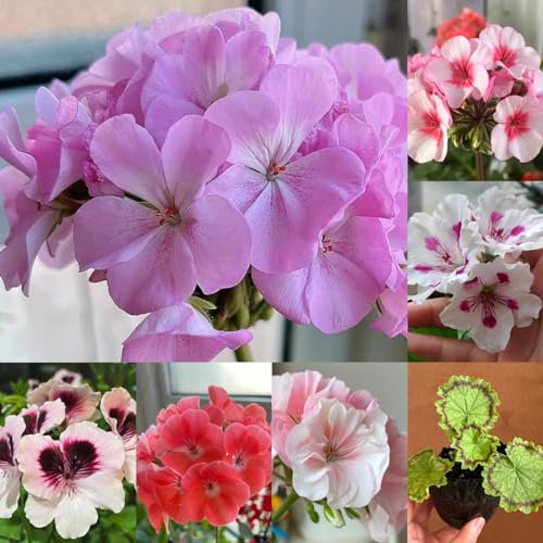 30 pz Semi di geranio pendenti - Pelargonium hortorum, gerani