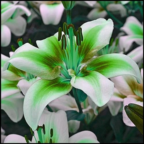 Lily Bulbs for Planting Now UK,Oriental Lily Bulbs Potted/Plants/Rhizome/Ornamental/Resistant/Bedding/Gorgeous-4bulbs-B