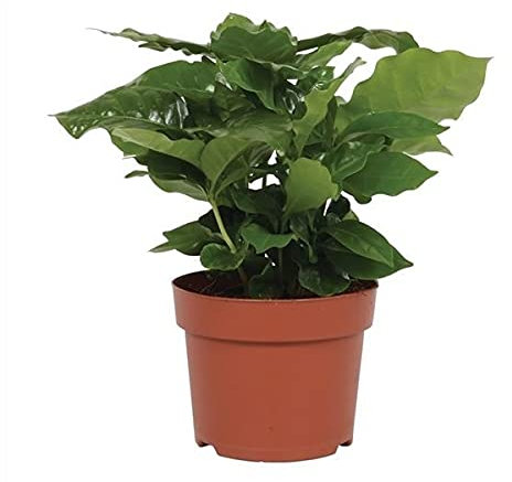 DECOALIVE Planta del Café Coffea Arabica o Cafeto Planta de Interior Natural, 8436601570109