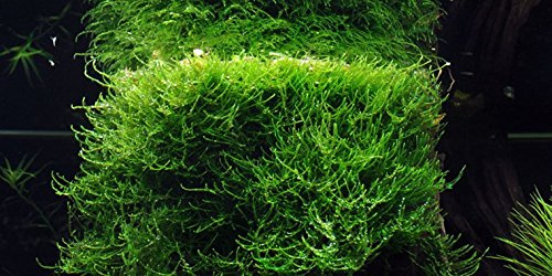 Musgo de Java (Vesicularia dubyana), planta viva para acuarios