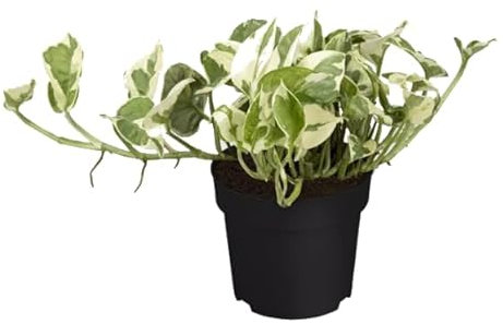 Poto Happy Leaf Natural Planta Tapizante que Marcará la Diferencia