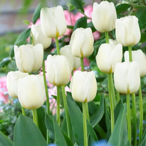 Bulbes de tulipes Single White Passion (25 pièces) tulipes blanches exclusives de Hollande, résistantes au froid et vivaces pour le jardin, les pots, le balcon d'Amsterdam (gros bulbes)