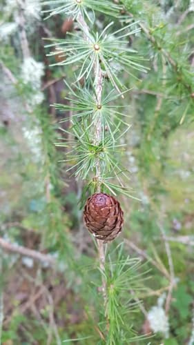 Larix decidua/Mélèze d'Europe/Conteneur de 2 à 2.9 litres/Conifère Caduc