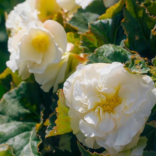 Bégonia Double Blanc, 5 bulbes de bégonia de Hollande, Véritable plante de bégonia en pot (pas de graines et pas artificiel), vivace pour pots et balcons, pas rustique.