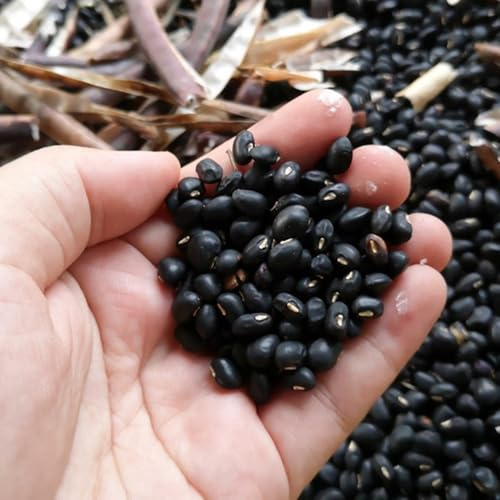 Semillas de frijol negro, semillas de frijol variedades antiguas balcón de interior balcón de invierno de jardín 150pcs