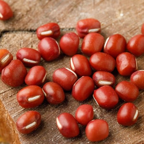 semillas de frijol azuki - balcón de invernadero de frijol rojo de variedades antiguas, raras 25pcs