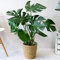 Planta de queso Monstera alrededor de 40-50 cm de altura, planta de queso suizo fácil de cultivar