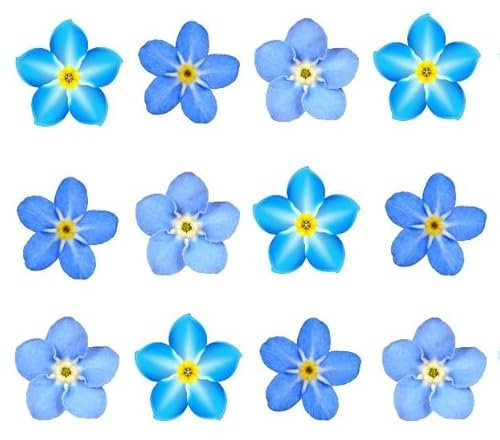 30 x Forget me not flowers edible wafer rice paper cupcake toppers cake decorations blue flowers spring birthday wedding celebration flower heads