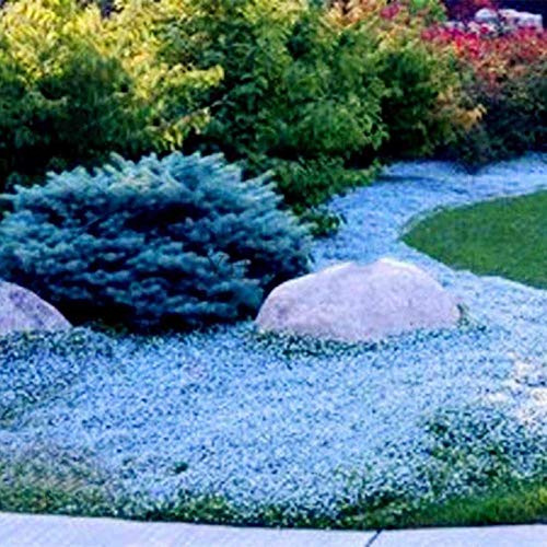 TOYHEART Semi Di Fiori Di Alta Qualità Da 500 Pezzi, Semi Di Crescione Di Roccia Facili Da Coltivare Fiori Di Copertura Del Terreno Semi Di Piante Di Praterie Multicolori Per Prato Azzurro