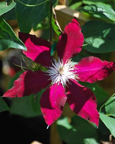 Perennial Farm Clematis 'Rebecca' Hybrid – Live Flowering Vine in 4 Quart Container, Large Velvety Red Blooms, Long Blooming, Compact Climber, Ideal for Trellises, Arbors & Containers