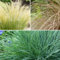 Plant in a Box - Ziergräser Paket - 6er Set - Stipa, Festuca und Carex Gräser - Topf 10,5cm - Höhe 15-25cm