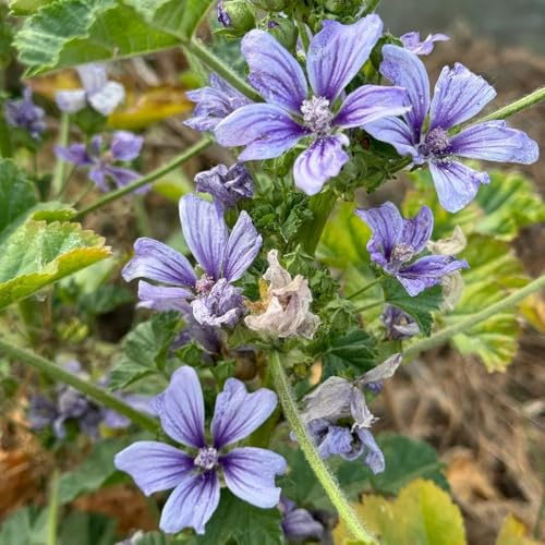 Semillas de malva, regalos de jardin Semillas de Malva Silvestre, Malva Sylvestris, Las perennes son perennes resistentes 150pcs
