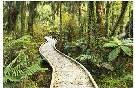 Vliestapete Pfad im Urwald Premium, HxB: 190cm x 288cm