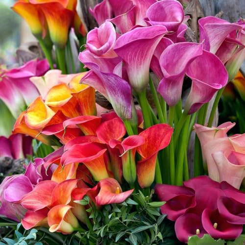 Bulbi di calla, Le da balcone sono Zantedeschia aethiopica, regali del giardiniere 5pcs