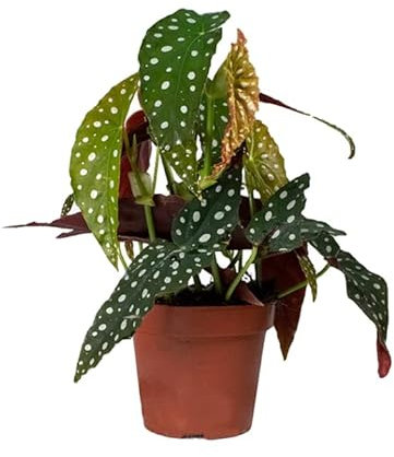Planta de Interior BEGONIA MACULATA - Planta Perfecta para el Interior de la Casa